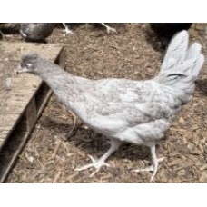 Fosters Olive Egg Hybrid 